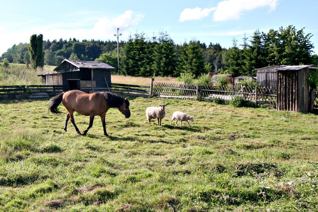 Penzion Muflon Bela nad Radbuzou Extérieur photo
